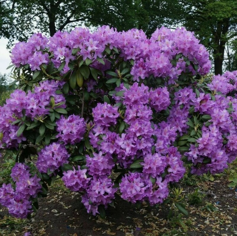 Рододендрон катевбинский Грандифлорум (Rhododendron 'Catawbiense Grandiflorum')