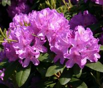 Рододендрон "Catawbiense Grandiflorum" (Катэвбинский Грандифлорум)