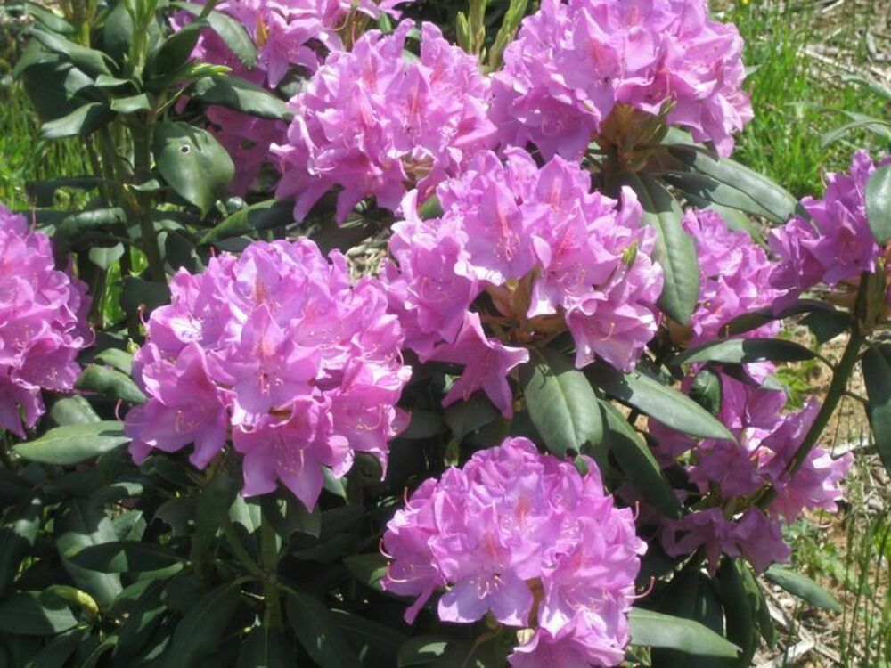 Рододендрон вечнозеленый Инглиш Розеум (Rhododendron 'English Roseum')