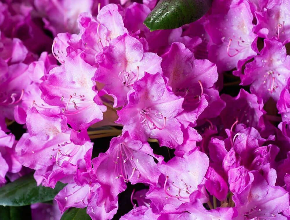 Рододендрон вечнозеленый Инглиш Розеум (Rhododendron 'English Roseum')