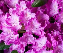 Рододендрон вечнозеленый "English Roseum" (Инглиш Розеум)