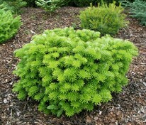 Пихта корейская Тундра (Abies koreana 'Tundra')