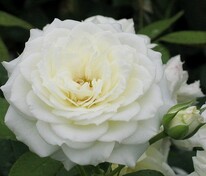 Роза флорибунда Алабастер (Rosa 'Alabaster')
