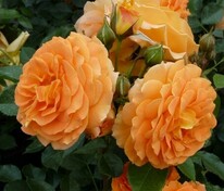 Роза флорибунда Гольдэльзе (Rosa 'Goldelze')