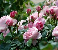 Роза флорибунда "Dame de Chenonceau" (Дам де Шенонсо)