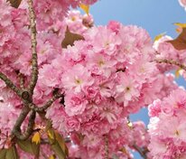 Вишня мелкопильчатая Канзан (Prunus serrulata 'Kanzan') (сакура)