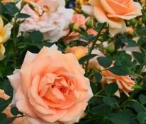 Роза флорибунда Импала (Rosa 'Impala')