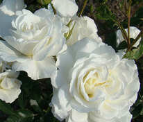 Роза флорибунда Кристалперл (Rosa 'Kristallperle')