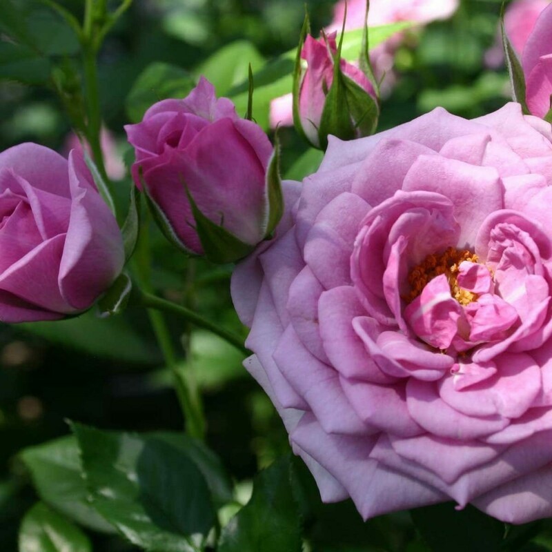 Роза флорибунда Лилак Топаз (Rosa 'Lilac Topaz')