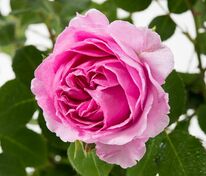 Роза флорибунда 'Lilac Topaz' (Лилак Топаз)