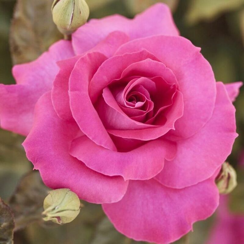 Роза флорибунда Ману Мейян (Rosa 'Manu Meilland')