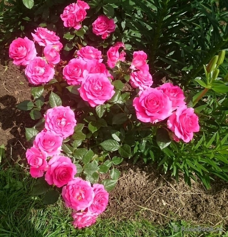 Роза флорибунда Ману Мейян (Rosa 'Manu Meilland')