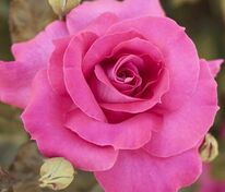 Роза флорибунда Ману Мейян (Rosa 'Manu Meilland')