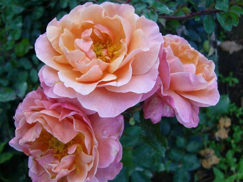 Роза флорибунда Мари Кюри (Rosa 'Marie Curie')