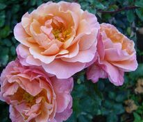 Роза флорибунда Мари Кюри (Rosa 'Marie Curie')