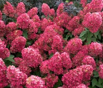 Гортензия метельчатая Бонфаер (Hydrangea paniculata 'Bonfire')
