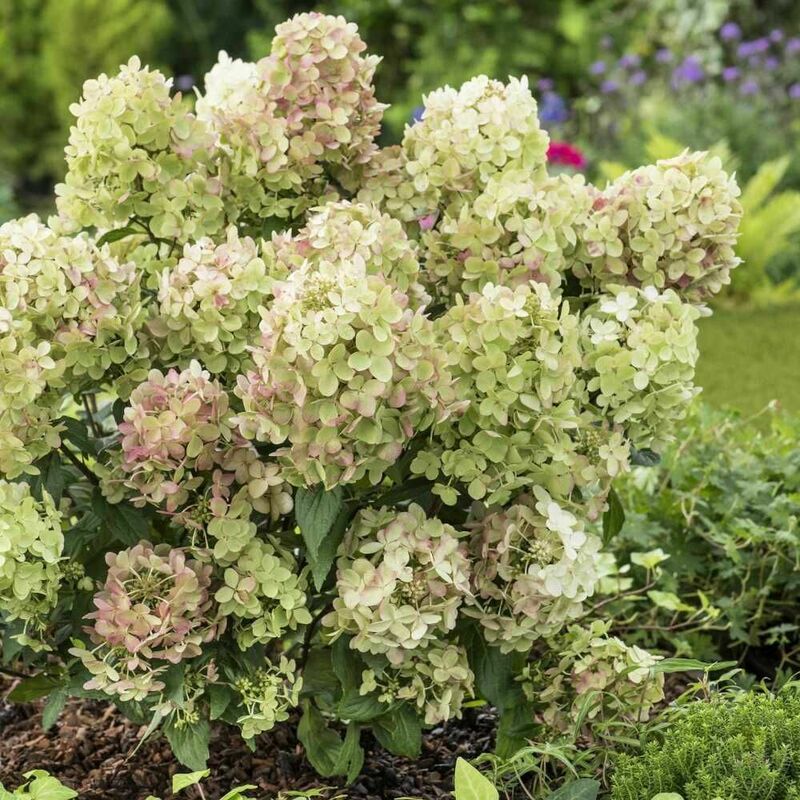 Гортензия метельчатая Петит Стар (Hydrangea paniculata 'Petit Star')