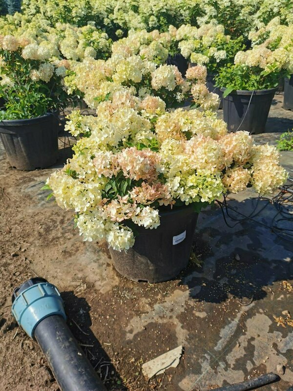 Гортензия метельчатая Петит Стар (Hydrangea paniculata 'Petit Star')