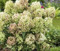 Гортензия метельчатая Петит Стар (Hydrangea paniculata 'Petit Star')