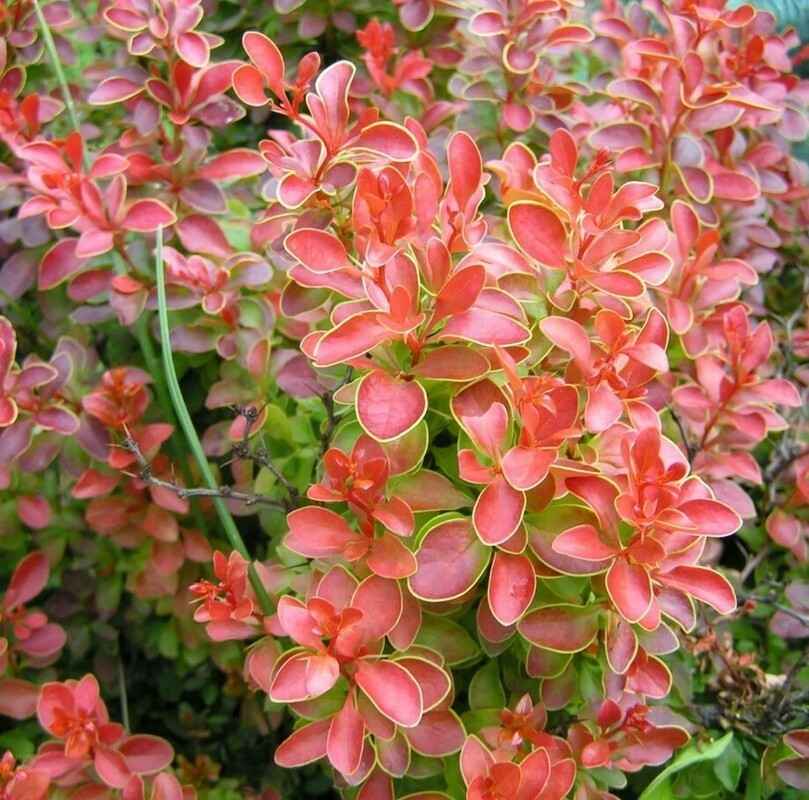 Барбарис Тунберга Венис (Berberis thunbergii 'Venice')