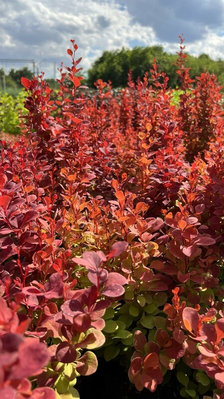 Барбарис Тунберга Венис (Berberis thunbergii 'Venice')