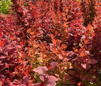 Барбарис Тунберга Венис (Berberis thunbergii 'Venice')