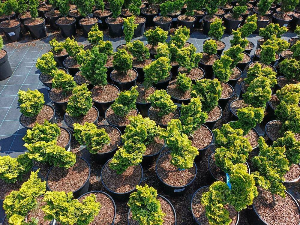 Кипарисовик притупленный Нана Грацилис Ауреа (Chamaecyparis obtusa 'Nana Gracilis Aurea')