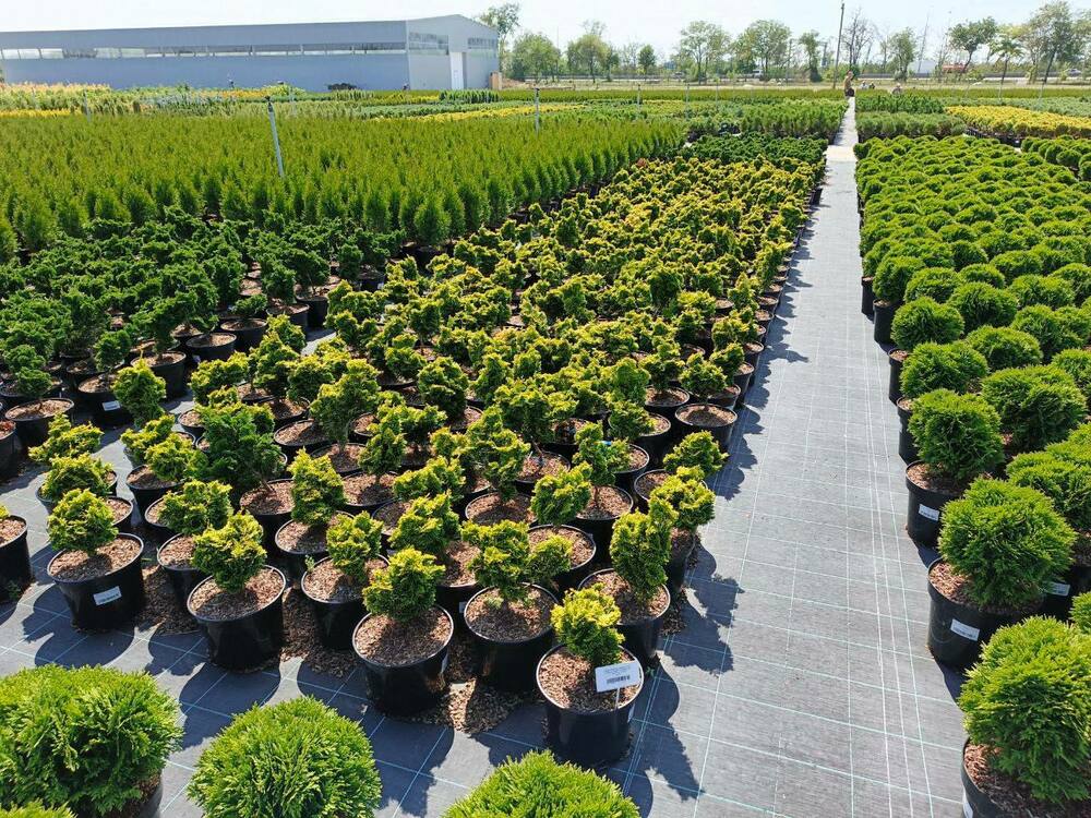 Кипарисовик притупленный Нана Грацилис Ауреа (Chamaecyparis obtusa 'Nana Gracilis Aurea')