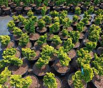 Кипарисовик притупленный Нана Грацилис Ауреа (Chamaecyparis obtusa 'Nana Gracilis Aurea')