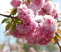 Вишня мелкопильчатая Кику-Шидаре (Prunus serrulata 'Kiku-shidare-zakura') (сакура)