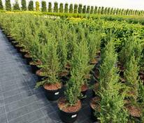 Можжевельник обыкновенный Сентинел (Juniperus communis 'Sentinel')
