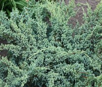 Можжевельник чешуйчатый Блю Спайдер (Juniperus squamata 'Blue Spider')