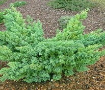Можжевельник чешуйчатый Ханнеторп (Juniperus squamata 'Hunnetorp')