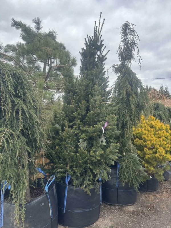 Пихта белая Фастигиата (Abies alba 'Fastigiata')