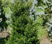 Пихта белая Фастигиата (Abies alba 'Fastigiata')