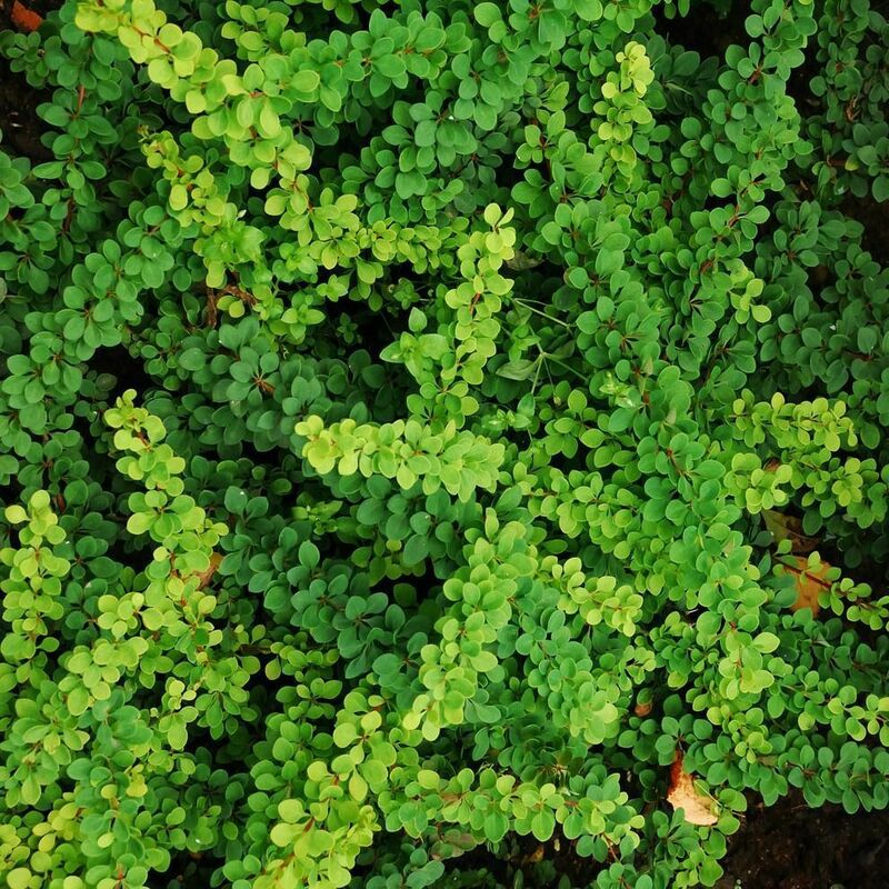 Барбарис Тунберга Грин Орнамент (Berberis thunbergii 'Green Ornament')