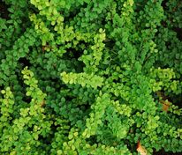 Барбарис Тунберга Грин Орнамент (Berberis thunbergii 'Green Ornament')