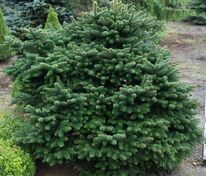 Пихта кефалинийская Мейерс Дварф (Abies cephalonica 'Meyer's Dwarf')