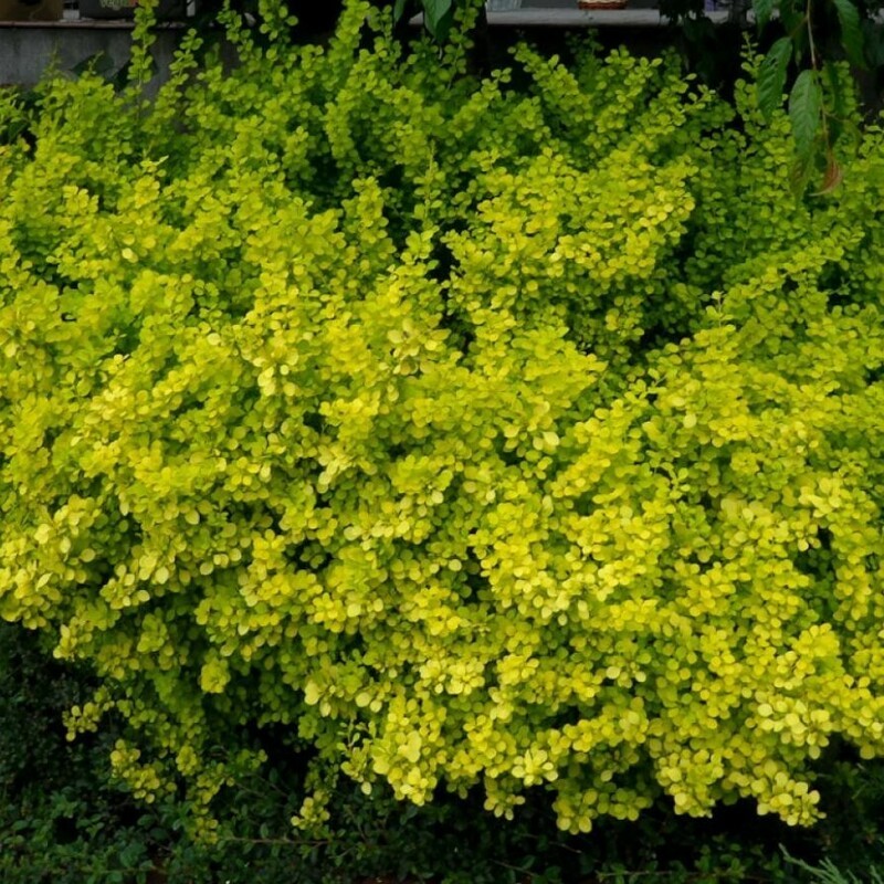 Барбарис Тунберга Йеллоу Берд (Berberis thunbergii 'Yellow Bird')