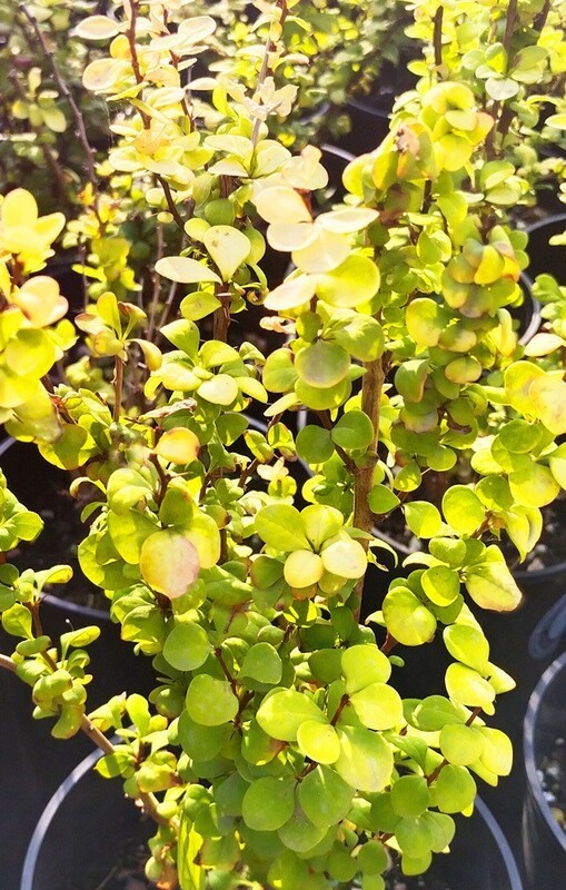 Барбарис Тунберга Йеллоу Берд (Berberis thunbergii 'Yellow Bird')