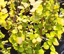 Барбарис Тунберга Йеллоу Берд (Berberis thunbergii 'Yellow Bird')