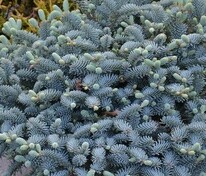 Пихта корейская Блю Эмперор (Abies koreana 'Blue Emperor')