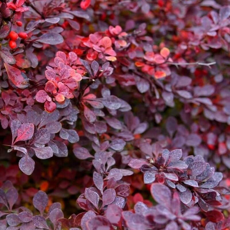 Барбарис Тунберга Кармен (Berberis thunbergii 'Carmen')
