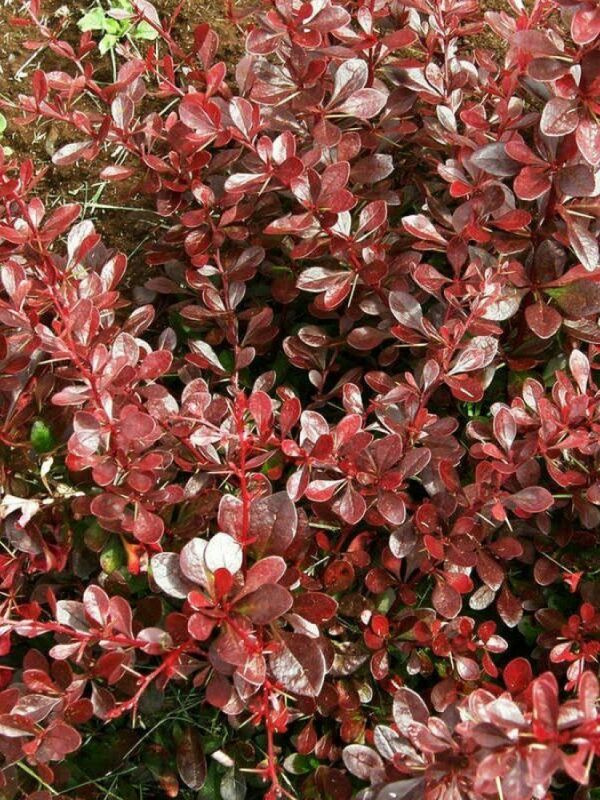 Барбарис Тунберга Кармен (Berberis thunbergii 'Carmen')