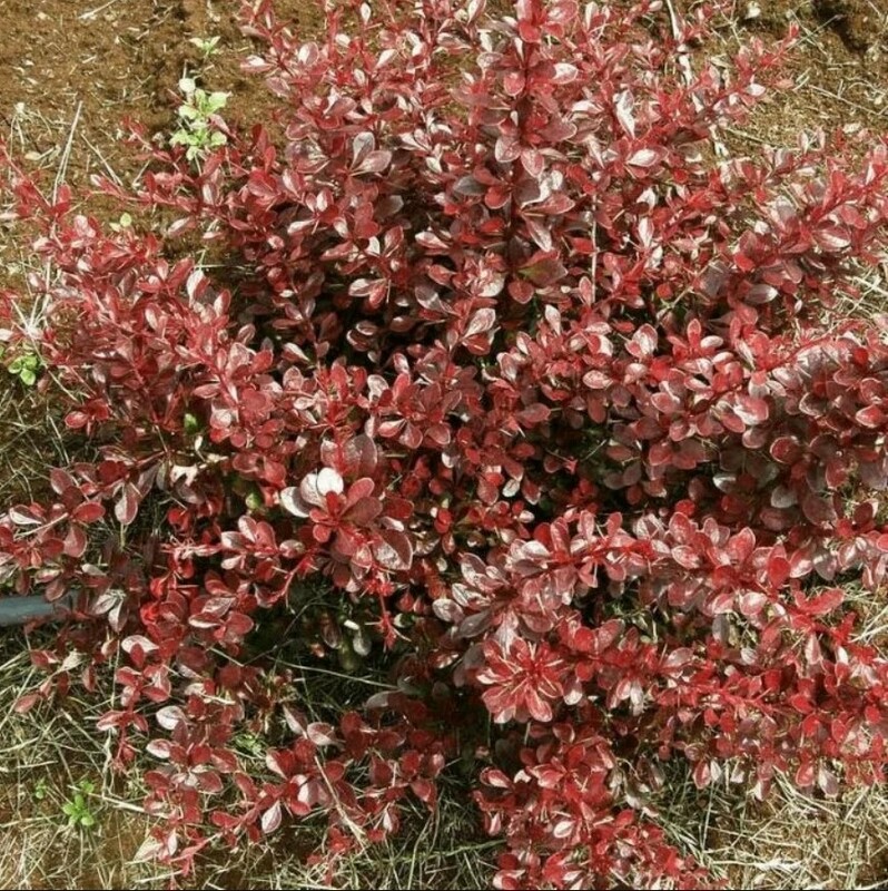 Барбарис Тунберга Кармен (Berberis thunbergii 'Carmen')