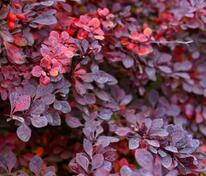 Барбарис Тунберга Кармен (Berberis thunbergii 'Carmen')