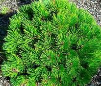 Сосна белокорая Пирин 2 (Pinus heldreichii 'Pirin 2')