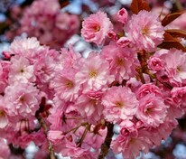 Вишня мелкопильчатая Аманогава (Prunus serrulata 'Amanogawa') (сакура)