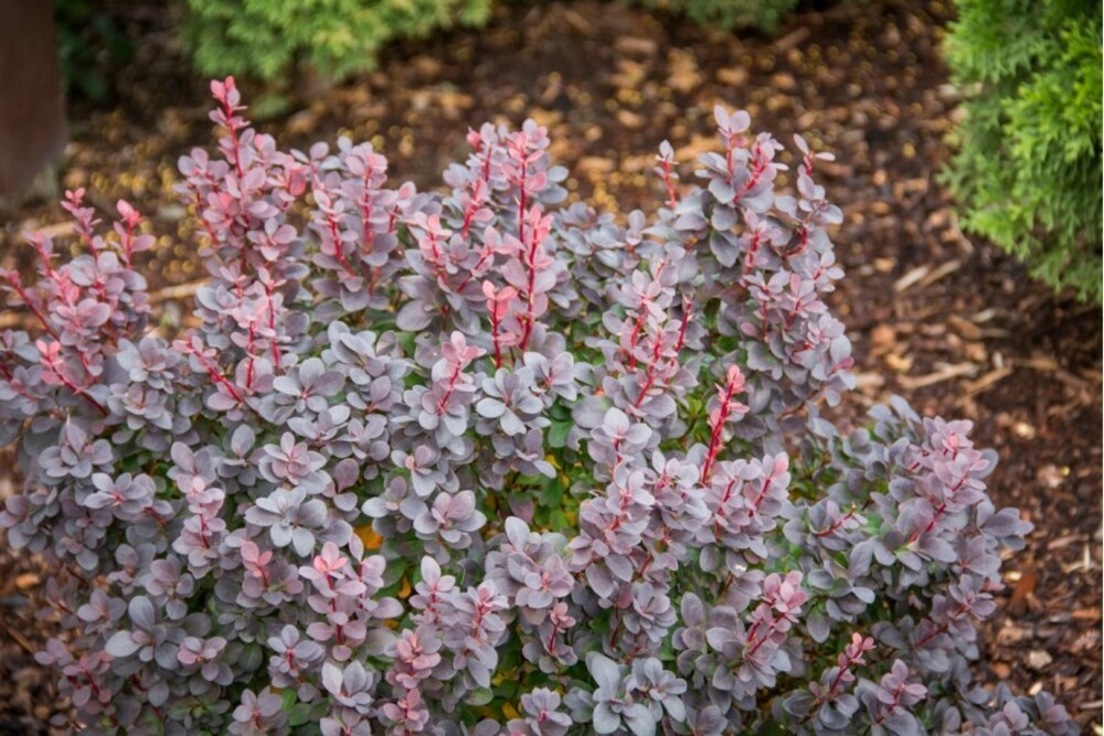 Барбарис Тунберга Конкорд (Berberis thunbergii 'Concorde')