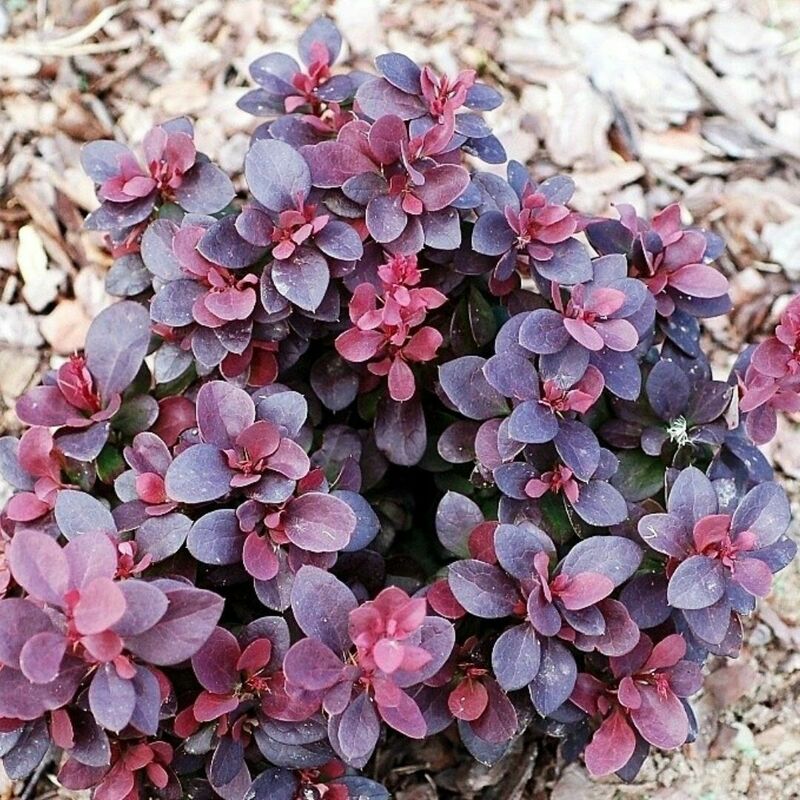 Барбарис Тунберга Конкорд (Berberis thunbergii 'Concorde')